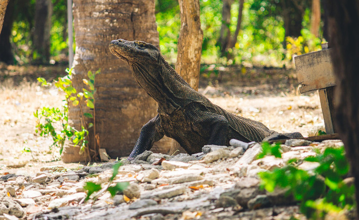 Драконы Комодо