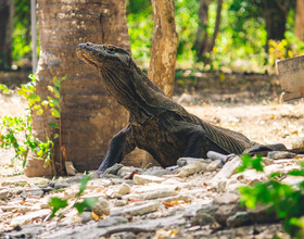 Драконы Комодо