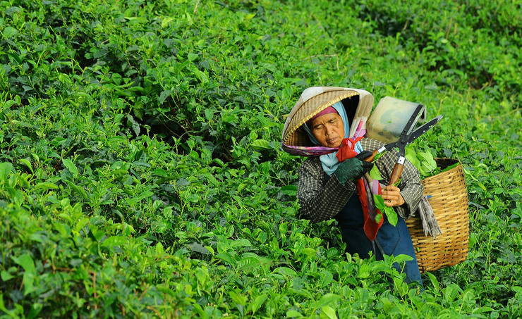 Знаменитый чай