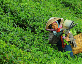 Знаменитый чай