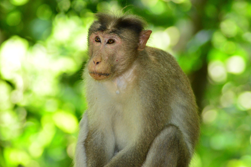 Животный мир Кералы