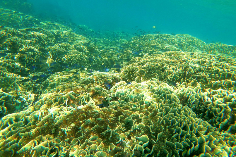 Подводный мир Фукуока