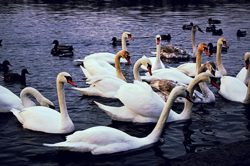 Озеро в Бресте