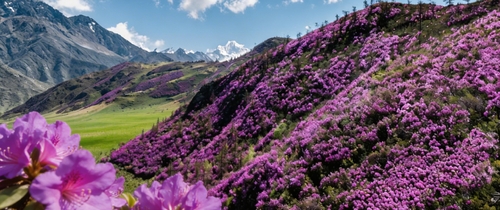 Доставка на цветение маральника